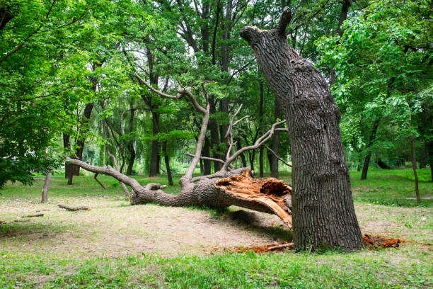 How Our Tree Care Process Works  in  West Sand Lake, NY