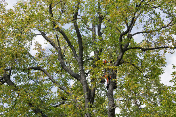 Best Storm Damage Tree Cleanup  in West Sand Lake, NY